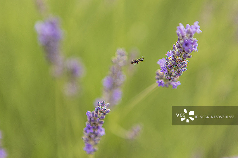 薰衣草季图片素材