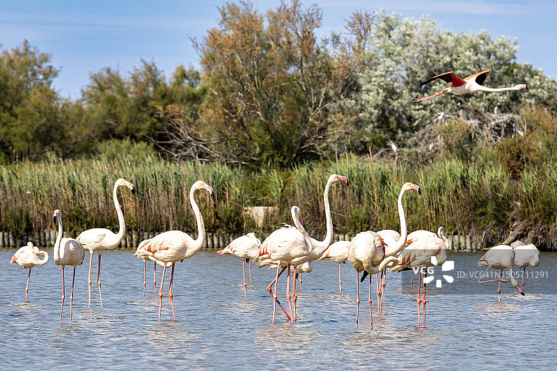 卡马格的野生火烈鸟图片素材