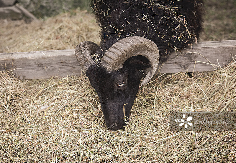 谷仓里的山羊图片素材