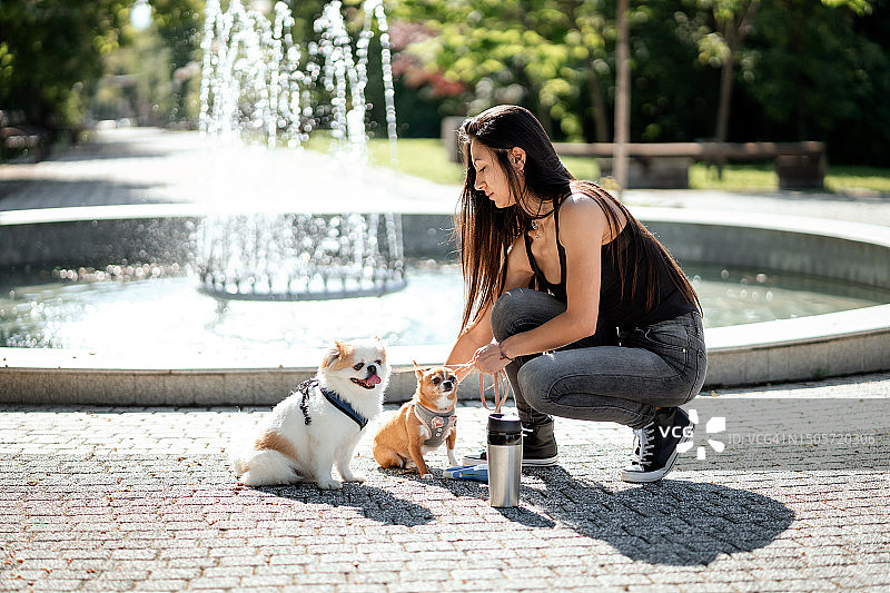 年轻女子在公园里与两只小狗玩耍图片素材