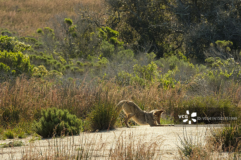阳光下行走的郊狼图片素材