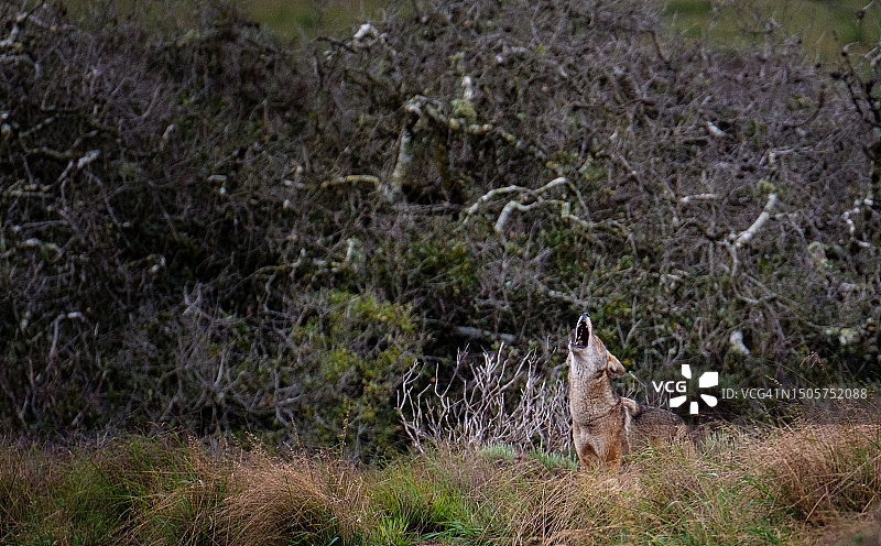 郊狼嚎叫图片素材