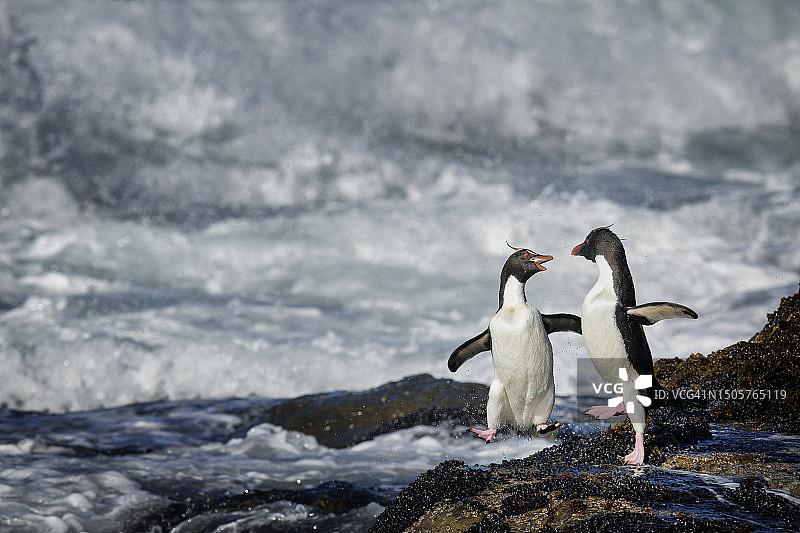 两只可爱的跳岩企鹅从桑德斯颈海浪中回来后互相问候图片素材