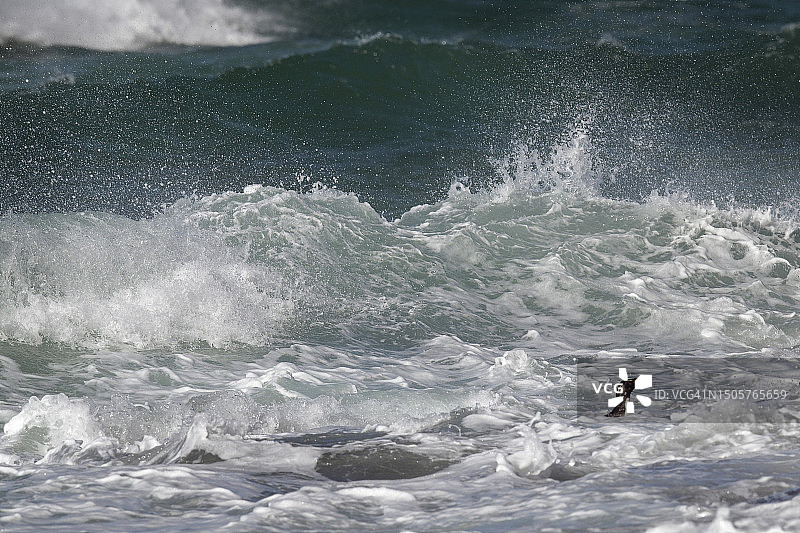 福克兰群岛海浪中的跳岩企鹅图片素材
