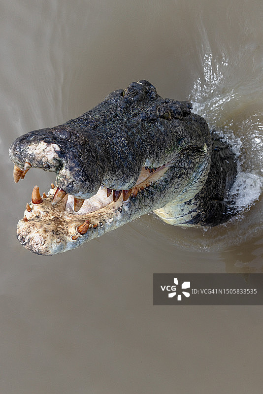 高角度拍摄：澳大利亚北领地阿德莱德河中跃起的咸水鳄鱼图片素材