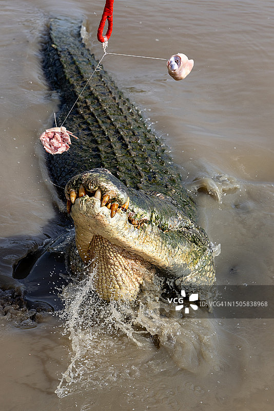 澳大利亚北领地阿德莱德河上的咸水鳄图片素材