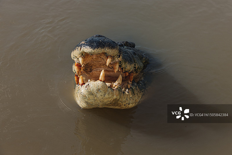从上往下拍摄：澳大利亚北领地阿德莱德河中跃起的咸水鳄鱼嘴部特写图片素材