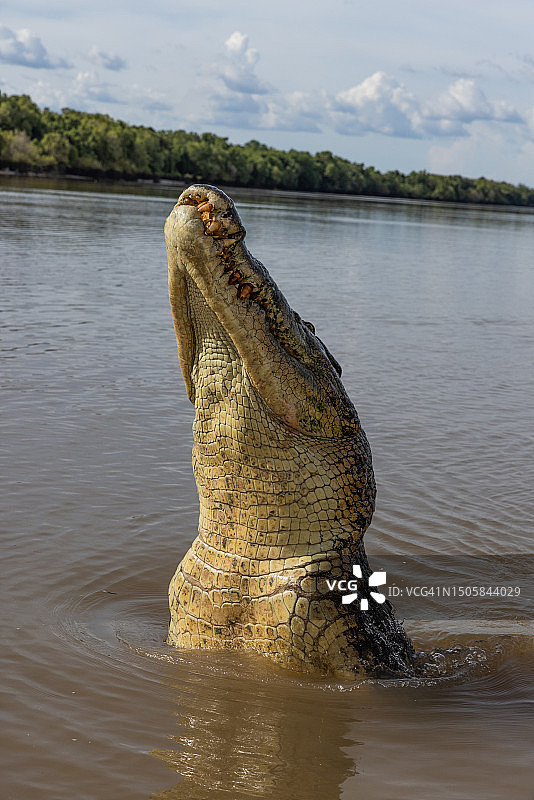 澳大利亚北领地阿德莱德河咸水鳄鱼跃出水面（雨季拍摄）图片素材