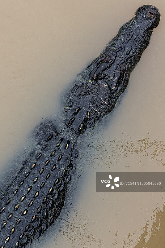 从上往下拍摄的位于澳大利亚北领地阿德莱德河水面上的咸水鳄图片素材