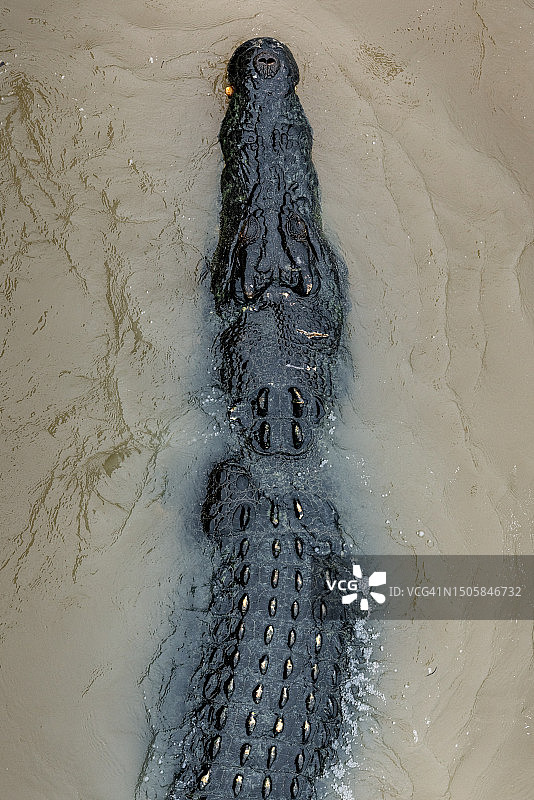 鸟瞰视角：阿德莱德河上的咸水鳄鱼，澳大利亚北部领土图片素材