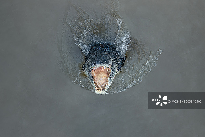从上方拍摄的 jumping 从阿德莱德河跳跃的河口鳄鱼，澳大利亚北部地区图片素材