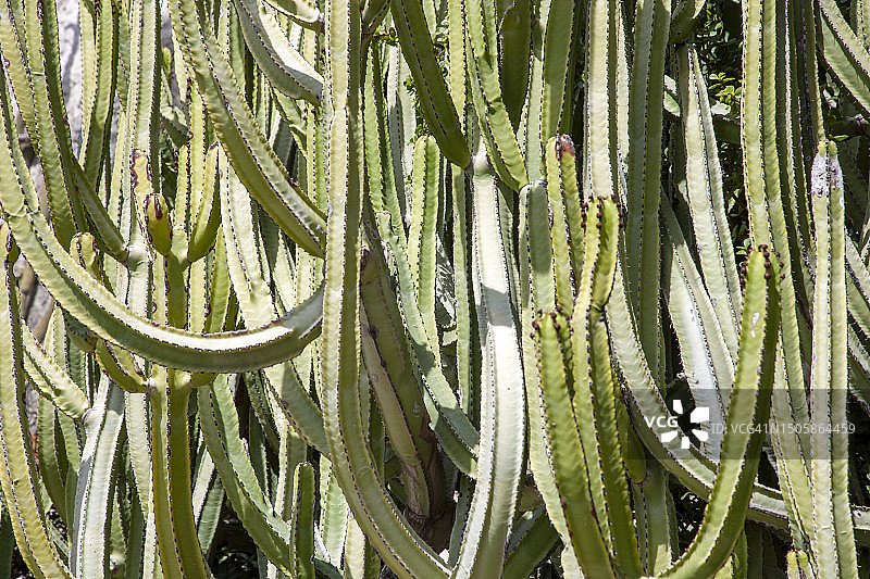 墨西哥围栏柱仙人掌图片素材