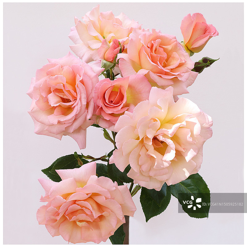 粉色蔓生玫瑰花特写图片素材