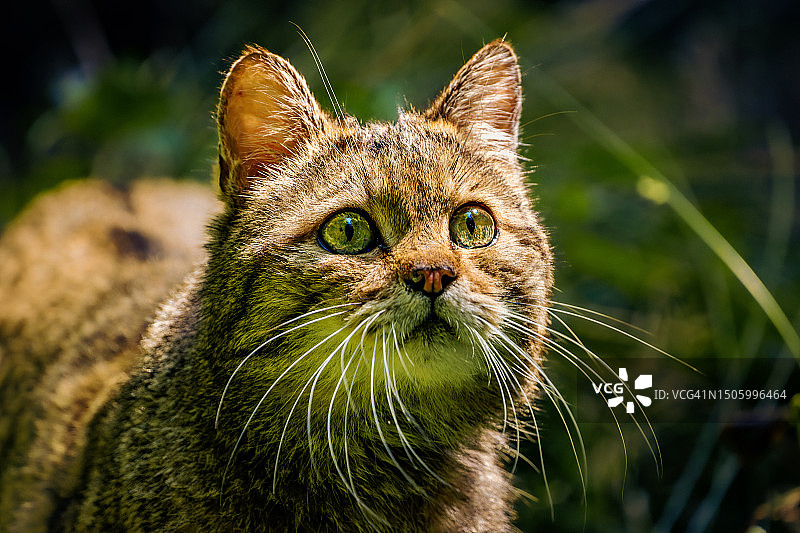 猫的特写肖像图片素材