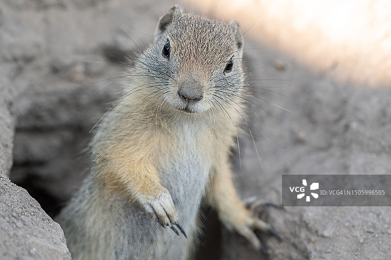 美国俄勒冈州克拉马斯县岩石上的地松鼠特写肖像图片素材