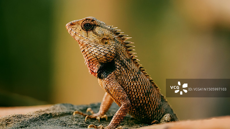 岩石上的鬣蜥特写图片素材