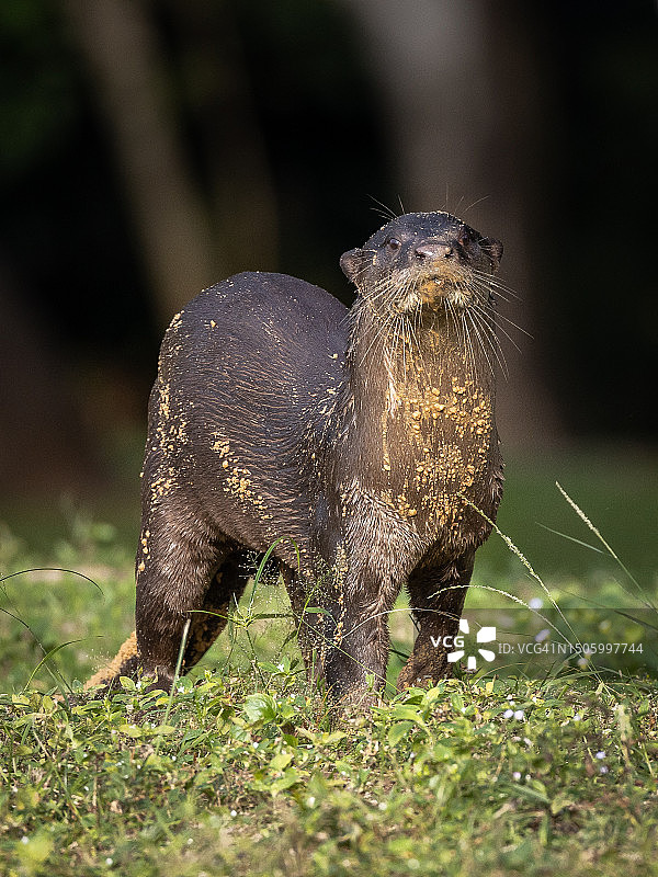 新加坡原野动物特写图片素材
