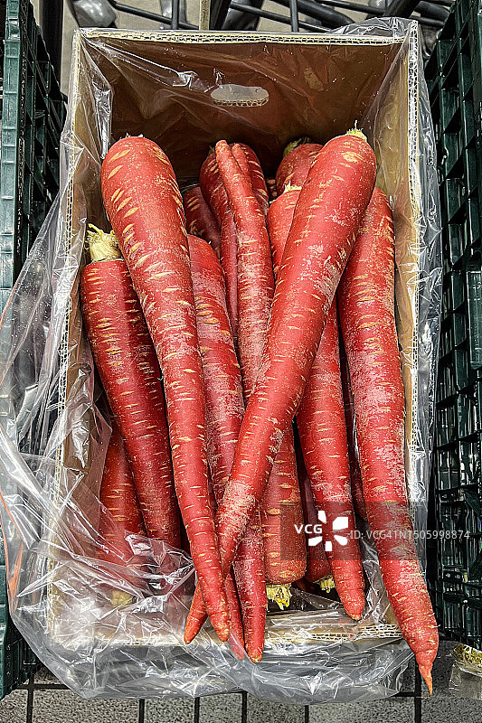 冬季上市的日本金时胡萝卜，鲜红色，细长且更甜图片素材