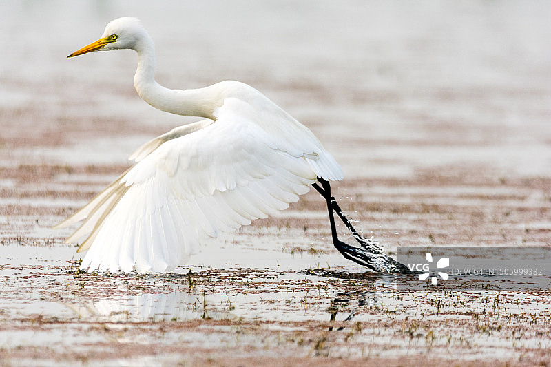 在印度湖中栖息的白鹭的侧视图图片素材