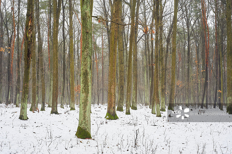 冬季波兰卢布林森林的树木图片素材
