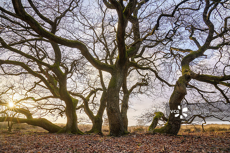 荷兰埃尔梅洛舍海德公园秋景图片素材