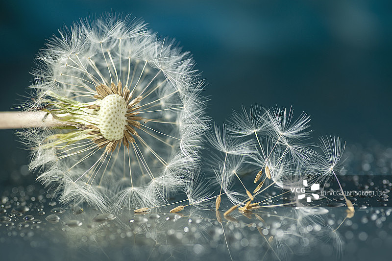 日本植物上的蒲公英特写图片素材