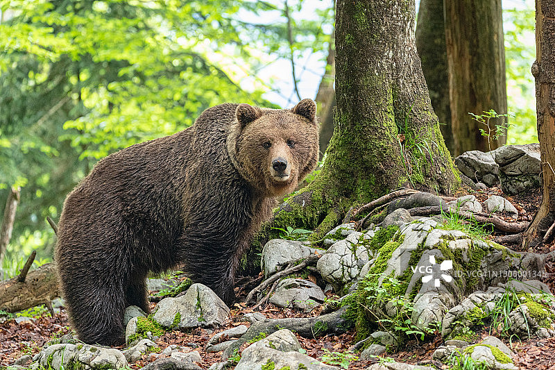 棕色棕熊站立在斯洛文尼亚森林中图片素材