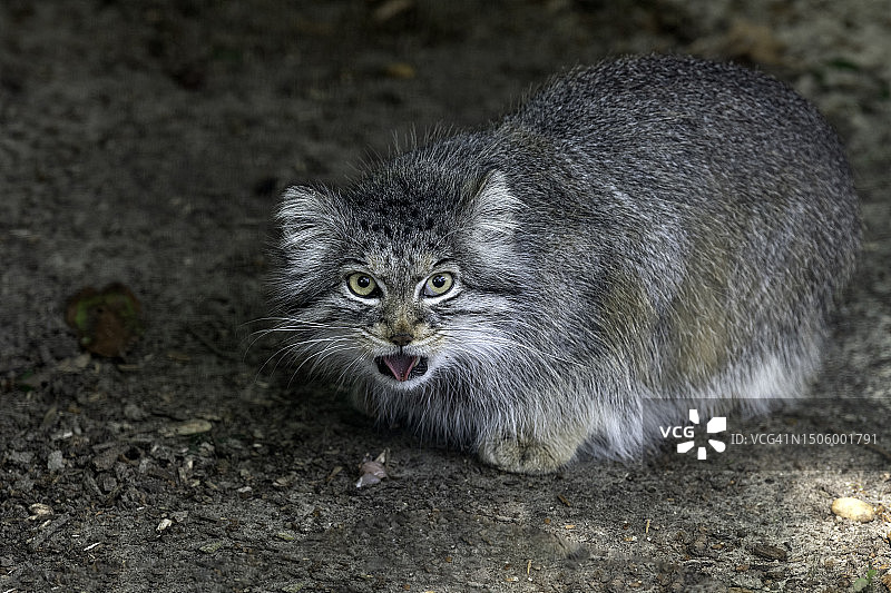 猫的特写 портрет,英国阿什福德斯马登图片素材