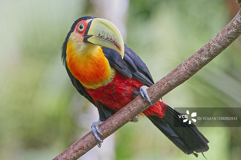 栖息在树枝上的巨嘴鸟特写，巴西图片素材