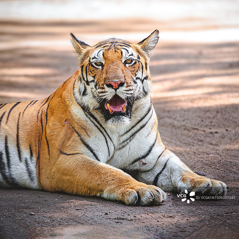 老虎躺在印度坎哈国家公园的路上图片素材
