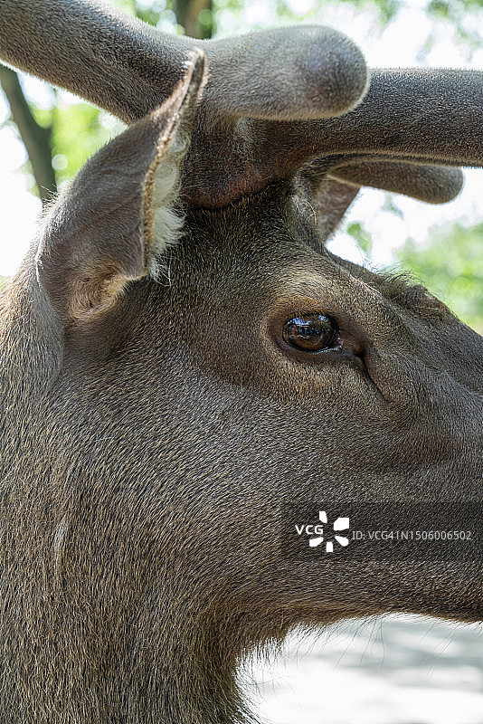 鹿的特写图片素材