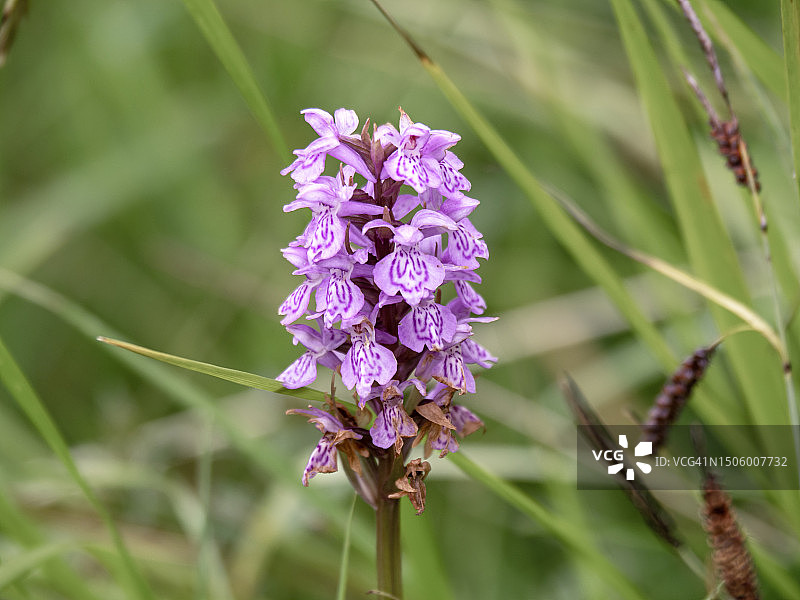 紫色开花植物的田野特写图片素材