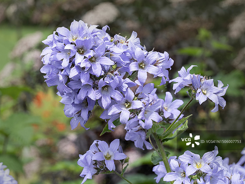 紫色开花植物特写图片素材