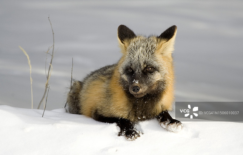 雪地上的红狐肖像图片素材