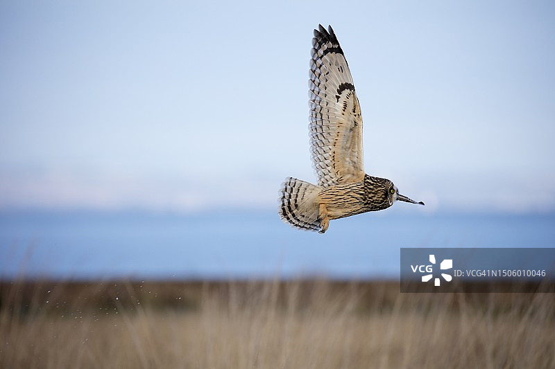 飞过海面的鸻鸟特写图片素材