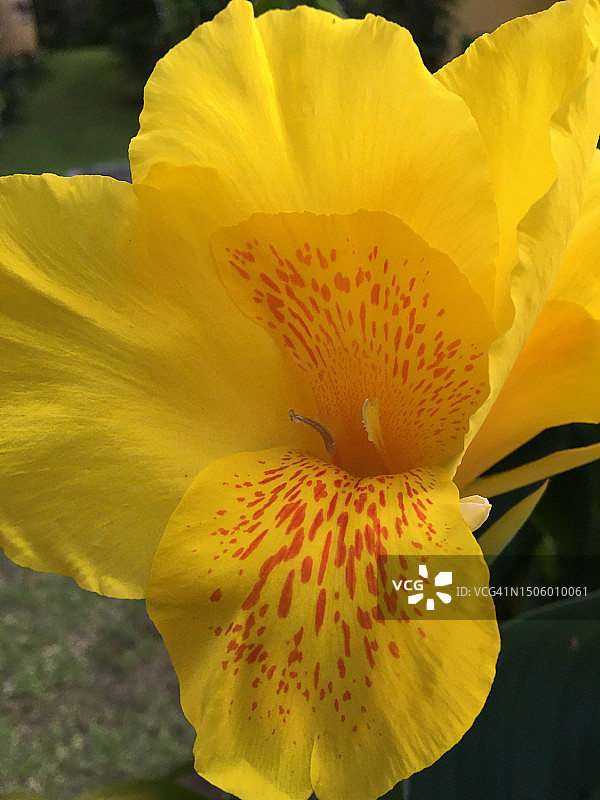 黄花的特写图片素材