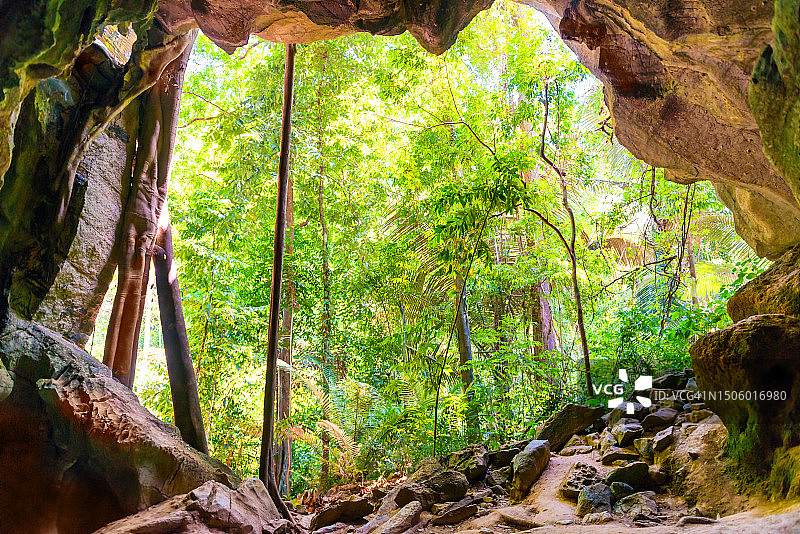泰国森林中生长的树木图片素材