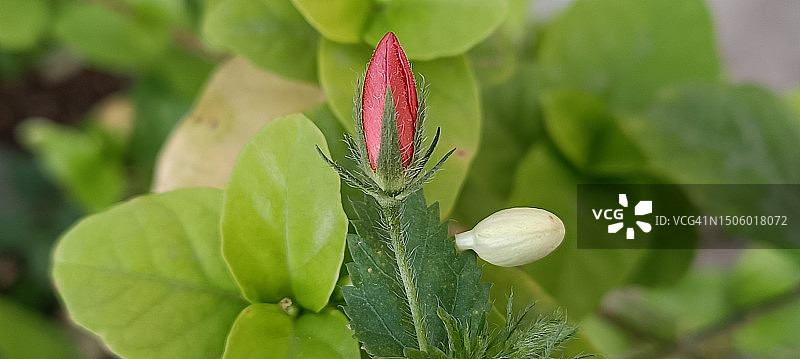 花蕾特写，印度特伦甘纳邦海得拉巴图片素材