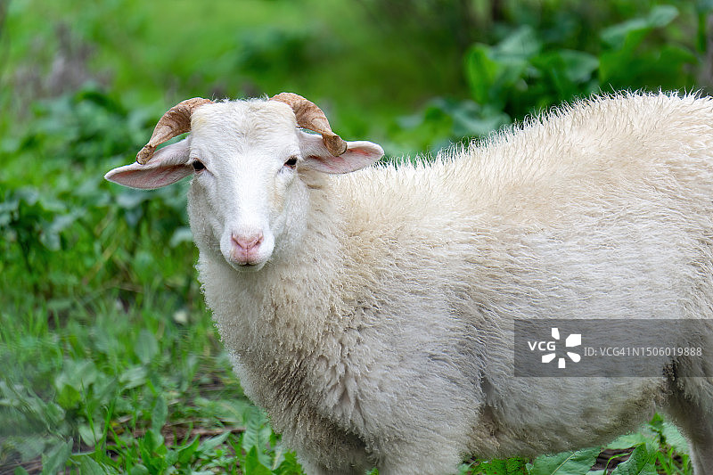 站在田野上的绵羊肖像，葡萄牙图片素材