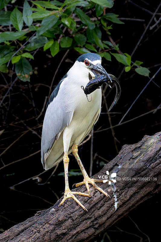 苍鹭栖息在树枝上的特写，美国图片素材