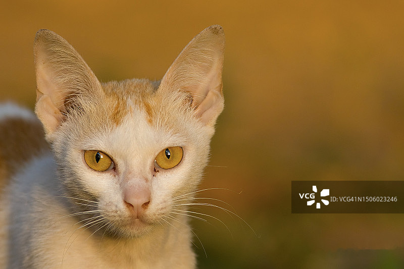 猫的特写，柬埔寨磅同省桑图克图片素材