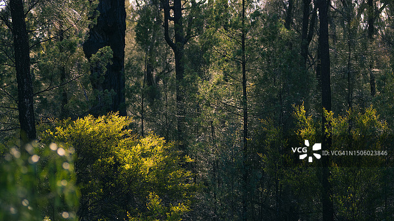 澳大利亚森林树木图片素材
