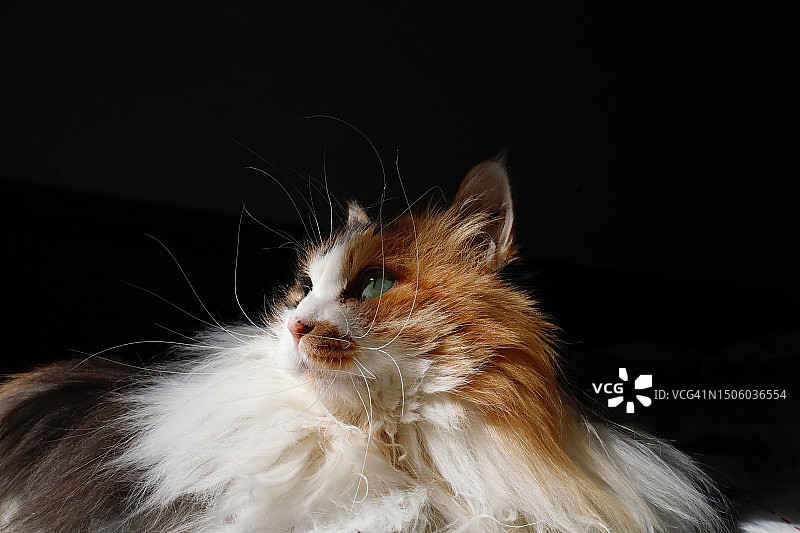 中国侯马，黑色背景下的猫咪特写图片素材