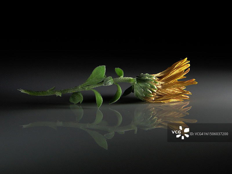 花朵在黑色背景下的特写图片素材