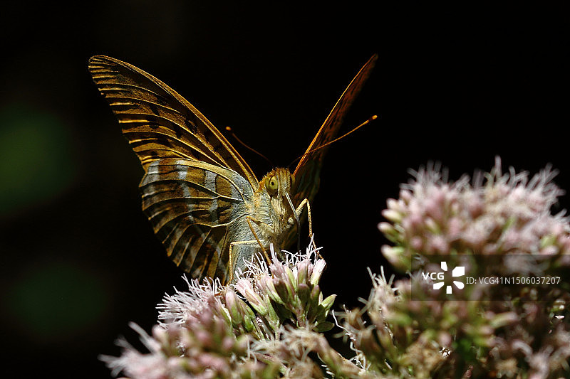 蝴蝶在德国塔尔海姆花朵上采蜜特写图片素材