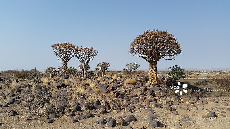 沙漠中的树木，纳米比亚图片素材