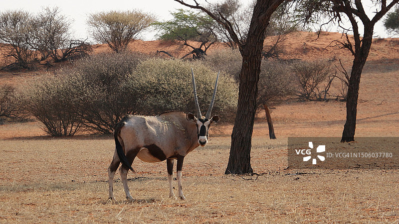 纳米比亚田野上的犀牛图片素材