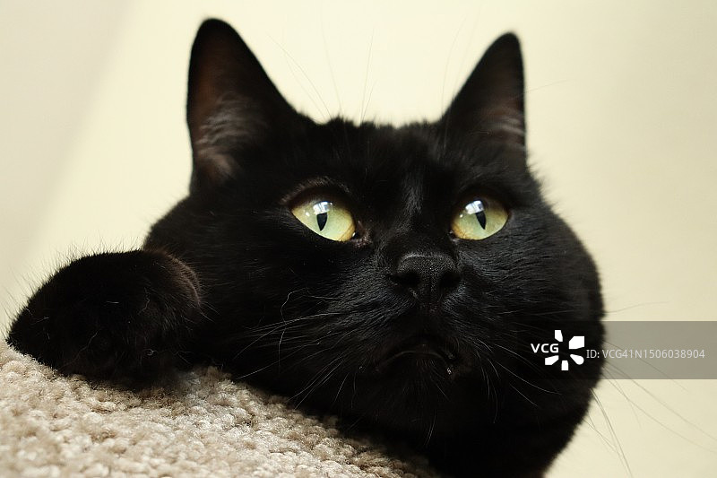 美国华盛顿斯波坎谷黑猫特写肖像图片素材