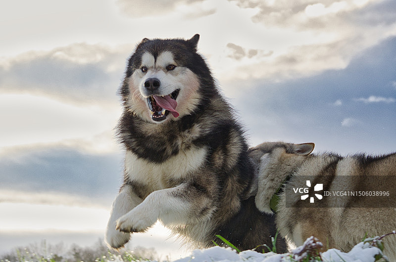 法国朗巴勒雪地里的阿拉斯加雪橇犬图片素材
