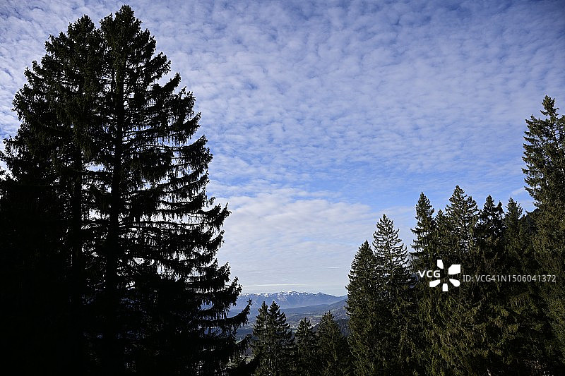 低角度拍摄的松树，背景是天空，奥地利布卢登茨上弗克拉图片素材
